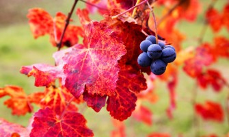 Vite rossa tisana benefici e proprietà naturali Vite rossa tisana benefici e proprietà naturali