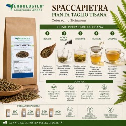 Spaccapietra Pianta Taglio Tisana (Ceterach officinarum) Spaccapietra Pianta Taglio Tisana (Ceterach officinarum)