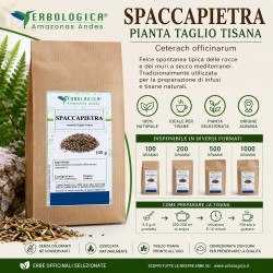 Spaccapietra Pianta Taglio Tisana (Ceterach officinarum)