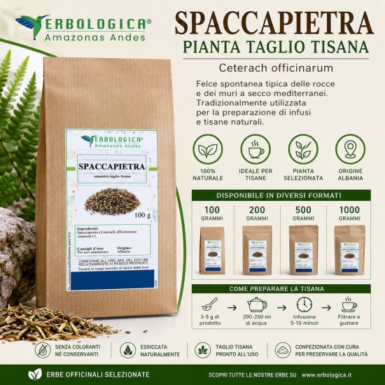 Spaccapietra Pianta Taglio Tisana Ceterach officinarum Erba Officinale Spaccapietra Pianta Taglio Tisana Ceterach officinarum essiccata per infusi naturali
