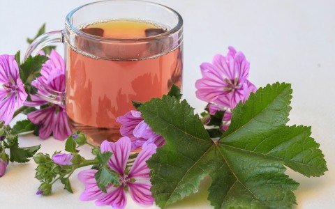 Benefici e preparazione della tisana di fiori di malva un rimedio naturale per il benessere