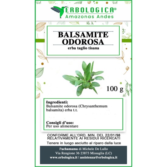 Balsamite Odorosa erba taglio tisana