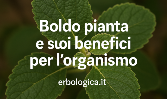Boldo pianta e suoi benefici per l'organismo Boldo pianta e suoi benefici per l'organismo