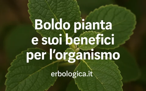 Boldo pianta e suoi benefici per l'organismo Boldo pianta e suoi benefici per l'organismo