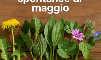 Erbe spontanee di maggio Erbe spontanee di maggio