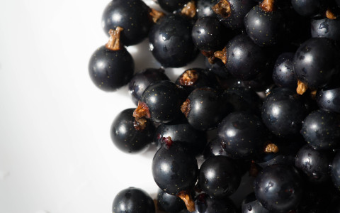 Ribes nero per allergie Ribes nero per allergie
