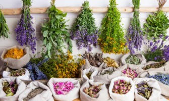 Come essiccare le erbe medicinali in casa: guida pratica completa Come essiccare le erbe medicinali in casa: guida pratica completa