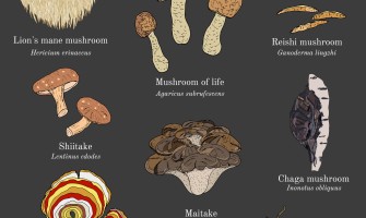 Funghi medicinali: reishi, cordyceps, maitake Funghi medicinali: reishi, cordyceps, maitake