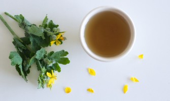 Damiana: proprietà, benefici e usi naturali della pianta tonica Damiana: proprietà, benefici e usi naturali della pianta tonica