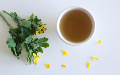 Damiana: proprietà, benefici e usi naturali della pianta tonica Damiana: proprietà, benefici e usi naturali della pianta tonica