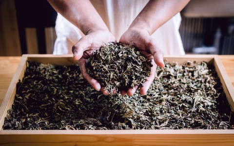 Come riutilizzare le foglie del tè: idee naturali e sostenibili Come riutilizzare le foglie del tè: idee naturali e sostenibili
