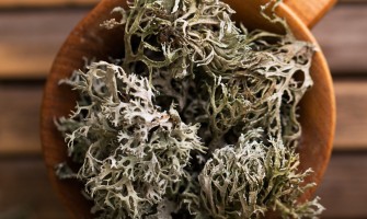 Lichene islandico radice nordica tra usi popolari e routine naturale