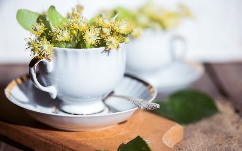 Tisana al tiglio benefici preparazione e domande frequenti