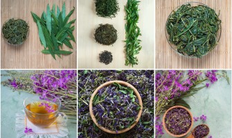 Tisane di Erbe per i problemi alla prostata