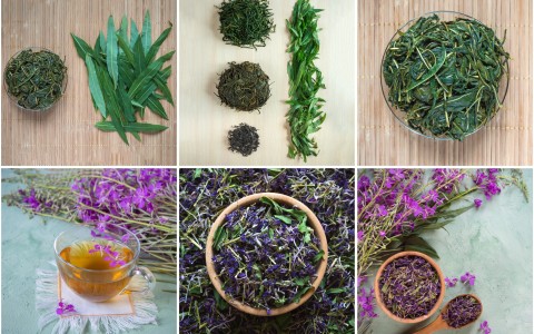 Tisane di Erbe per i problemi alla prostata