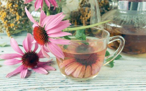 Tisana all'echinacea: Scopri i suoi benefici e i suoi usi