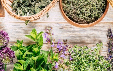 Alla scoperta delle erbe alpine medicinali, tesori naturali in alta quota
