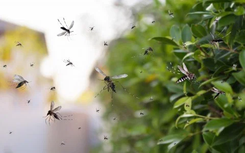 Le migliori piante anti-zanzare per la casa: scopri come tenere lontane le zanzare in estate Le migliori piante anti-zanzare per la casa: scopri come tenere lontane le zanzare in estate