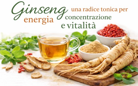 Ginseng una radice tonica per energia concentrazione e vitalità