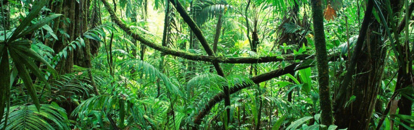 erbe officinali dell'amazzonia