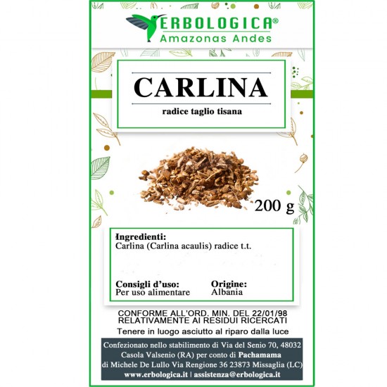Carlina radice taglio tisana Carlina radice taglio tisana