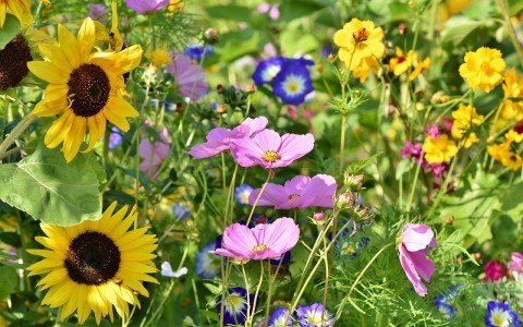 herbal medicine online herbal medicine online