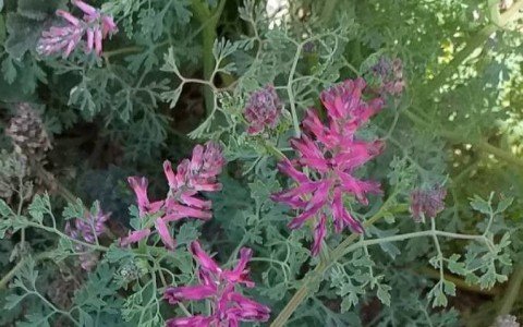 Officinal fumitory