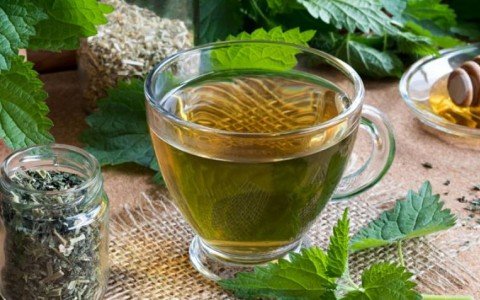 Nettle and its benefits
