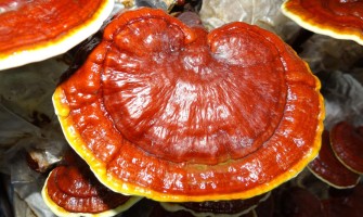 Impatti positivi del fungo reishi sulla salute generale: mente, corpo e spirito Impatti positivi del fungo reishi sulla salute generale: mente, corpo e spirito
