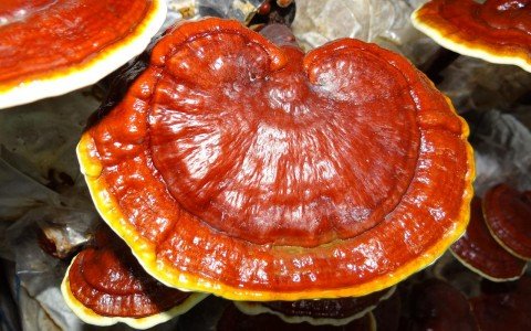 Benefici del Reishi: Benefici del fungo Reishi per la salute di mente, corpo e spirito