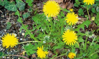 Tarassaco e i suoi benefici