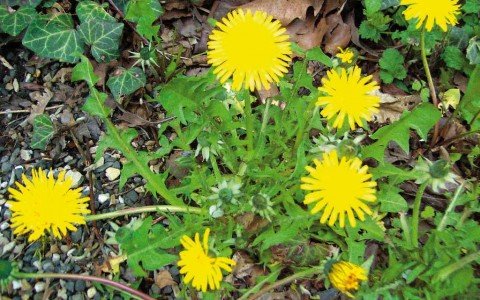 Dandelion and its benefits