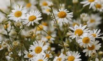 Camomilla comune e camomilla romana: differenze botaniche e tradizionali