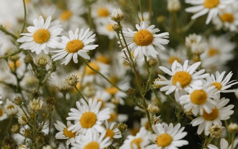 Camomilla comune e camomilla romana: differenze botaniche e tradizionali