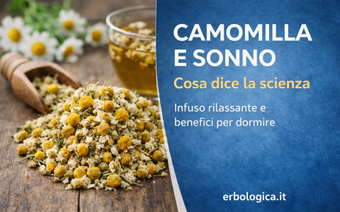 Camomilla e sonno: cosa dice la scienza