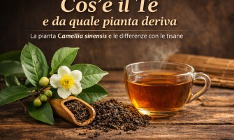 Cos’è il tè e da quale pianta deriva