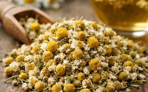 Camomilla: proprietà, benefici, usi e sicurezza | Erbologica