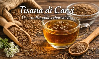 Tisana di carvi Carum carvi uso tradizionale erboristico
