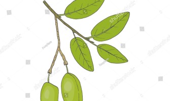 Griffonia una soluzione naturale per alleviare ansia e stress