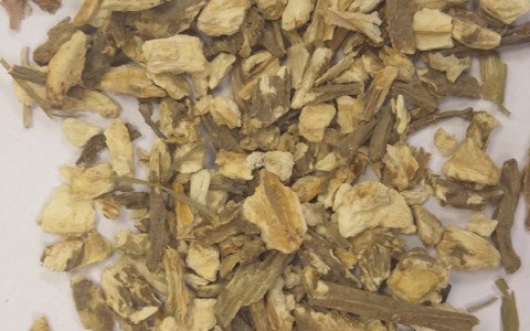 Angelica root uses and benefits