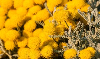 Elicriso fiori italico usi e benefici Elicriso fiori italico usi e benefici