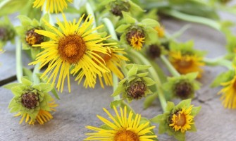 Enula campana e i suoi benefici per la salute