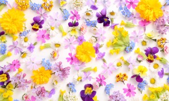 Fiori commestibili: L'ingrediente segreto per cocktail unici