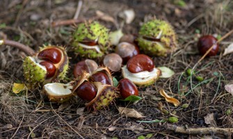Ippocastano frutti usi e benefici