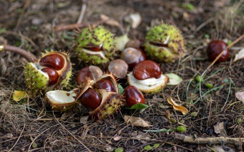 Horse chestnut fruit uses and benefits