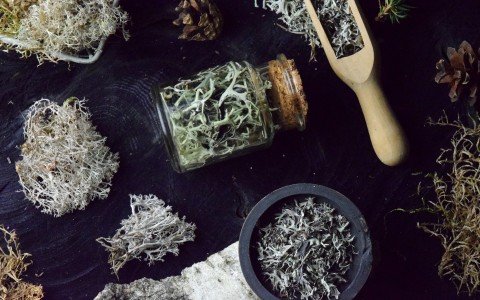 Icelandic lichen