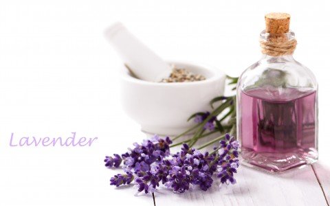 Lavender essential oil benefits and uses
