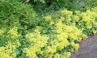 Alchemilla proprietà Alchemilla proprietà