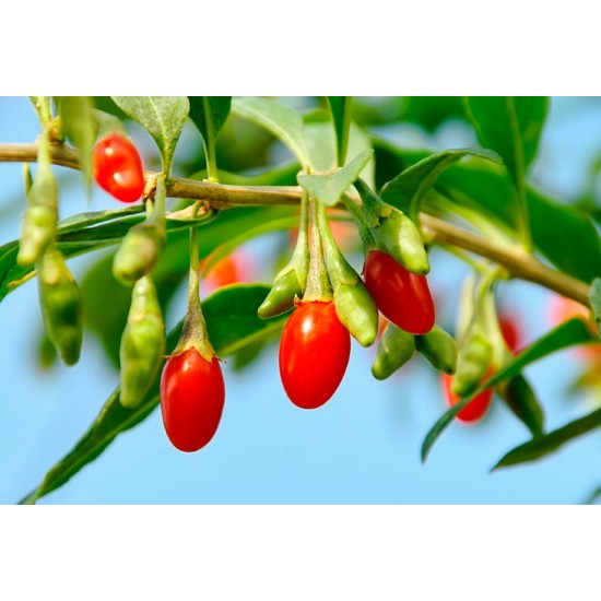 Tibet goji berries 1 kg Tibet goji berries 1 kg