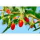 Tibet goji berries 1 kg Tibet goji berries 1 kg